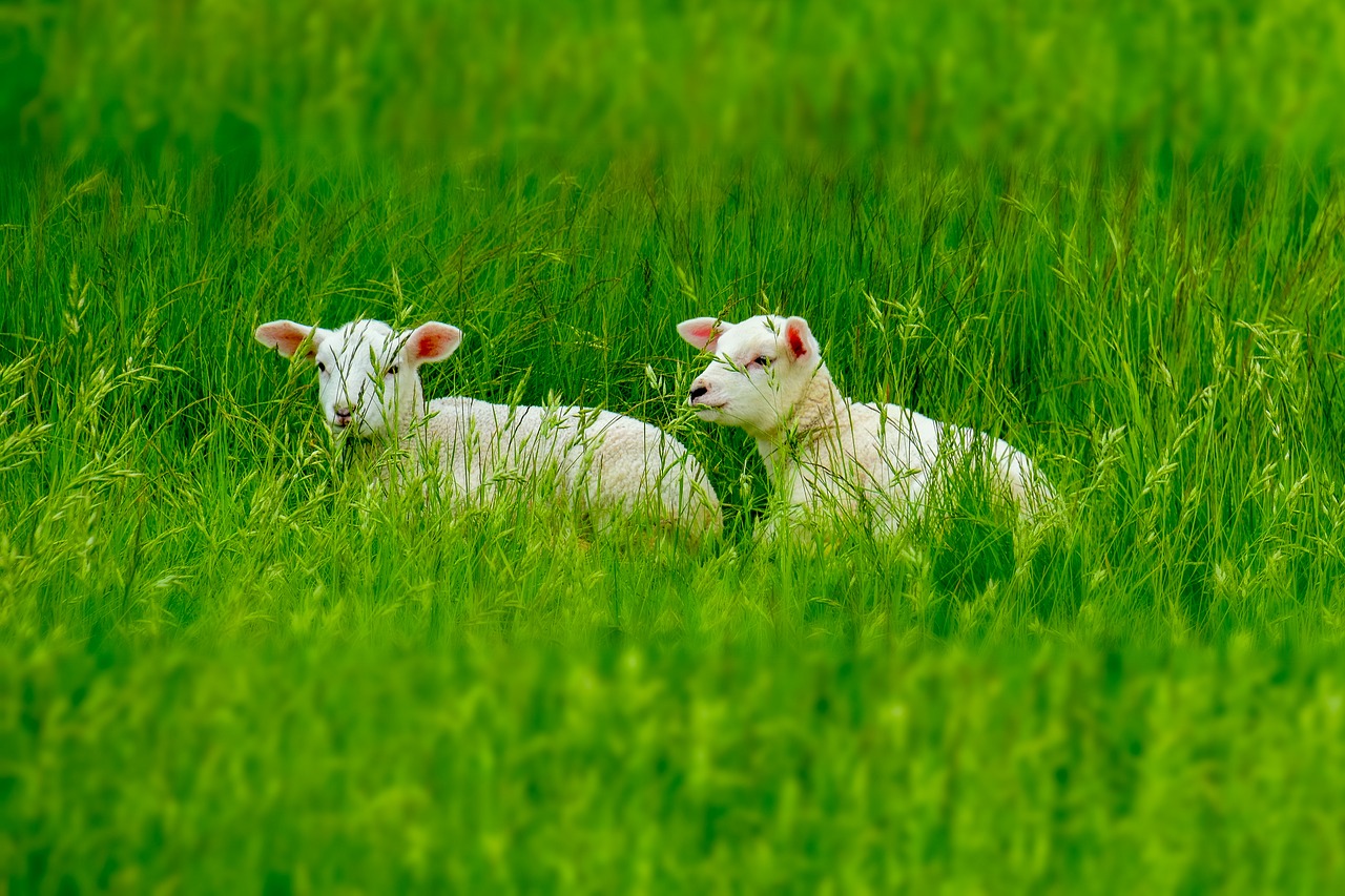 lamb  lambs  schäfchen free photo
