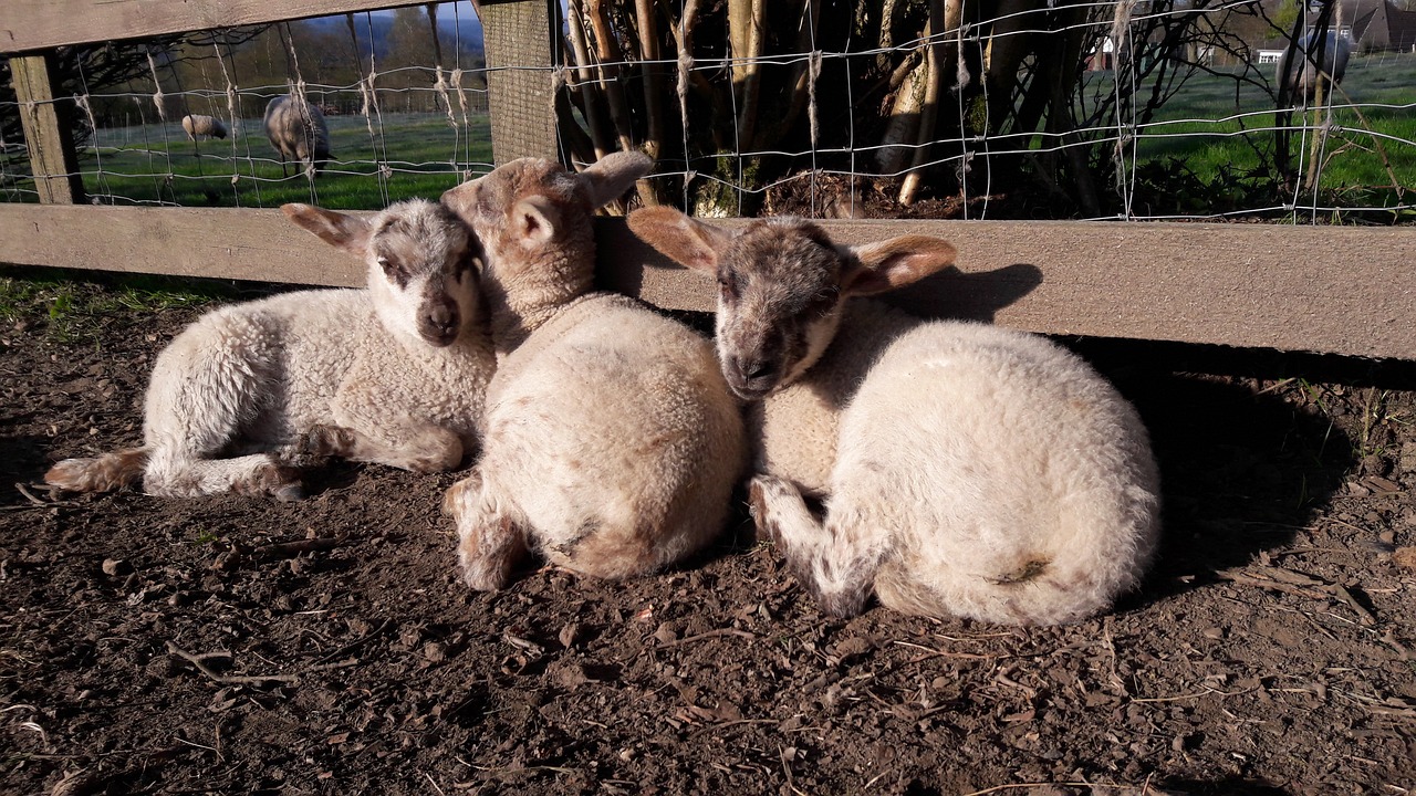 lamb  young animal  meadow free photo