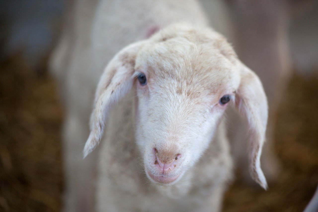 lamb  animal  farm free photo