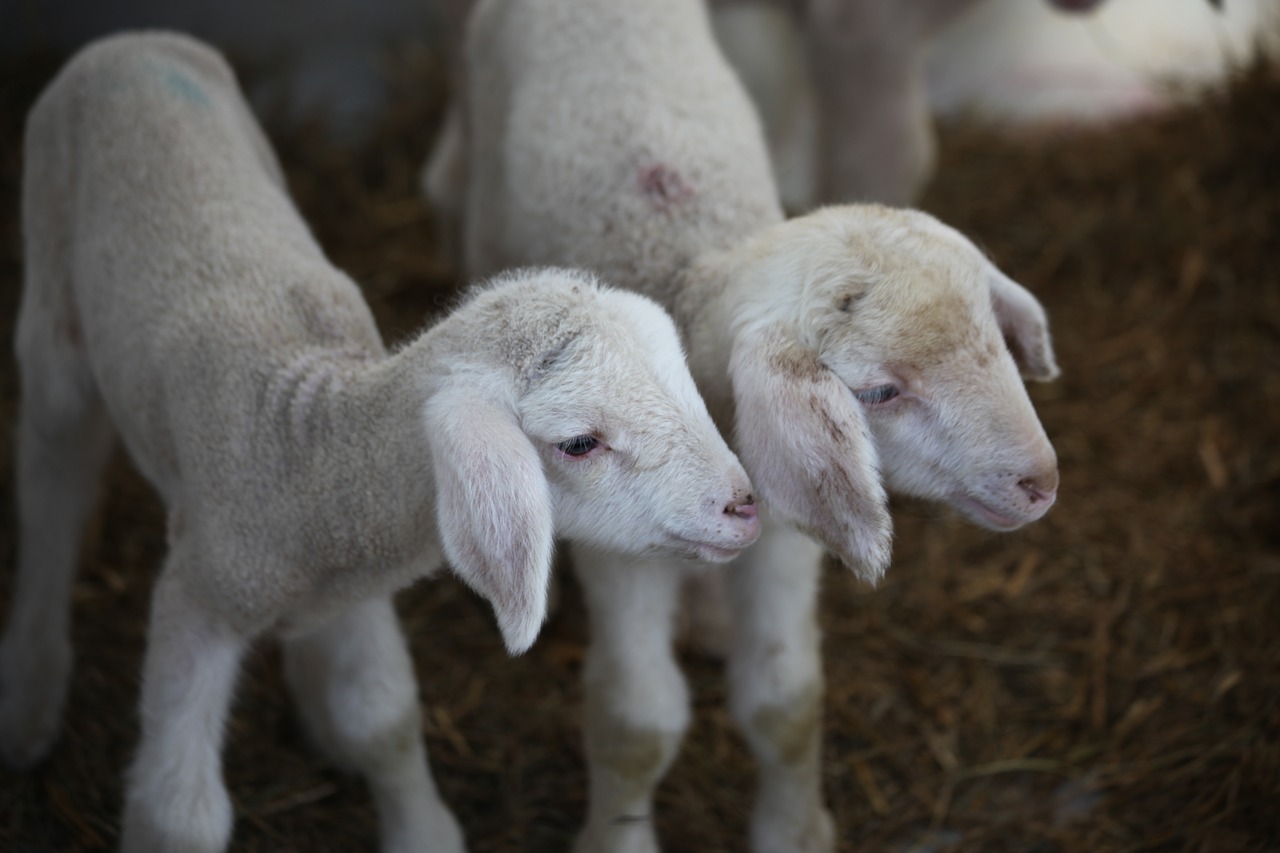 lamb  animal  farm free photo