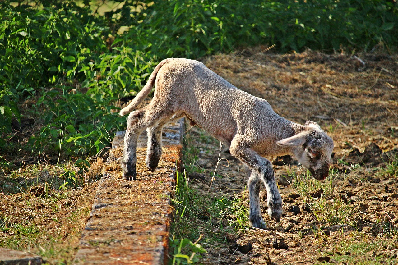 lamb  sheep  pasture free photo