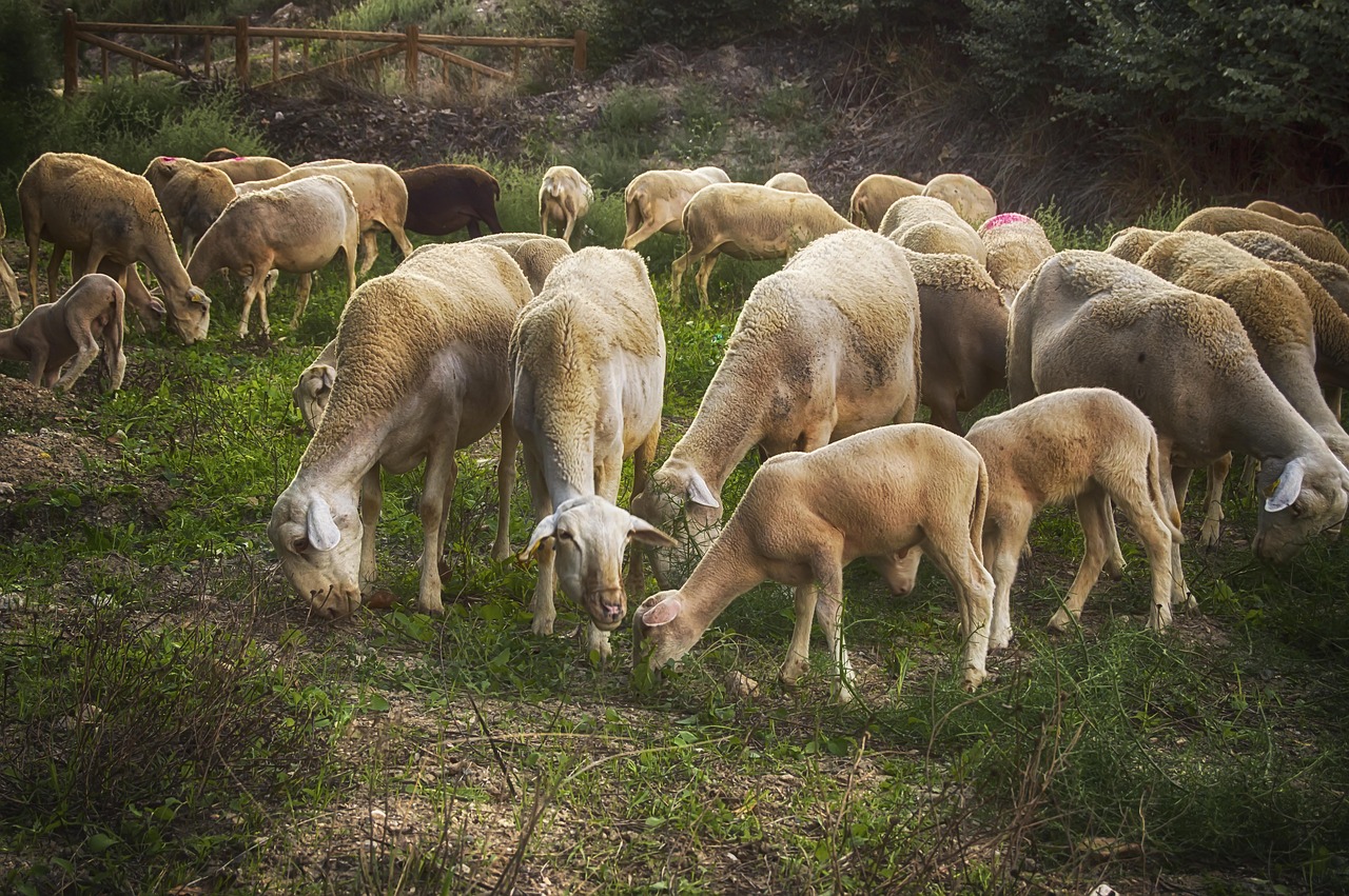 lamb  sheep  flock free photo