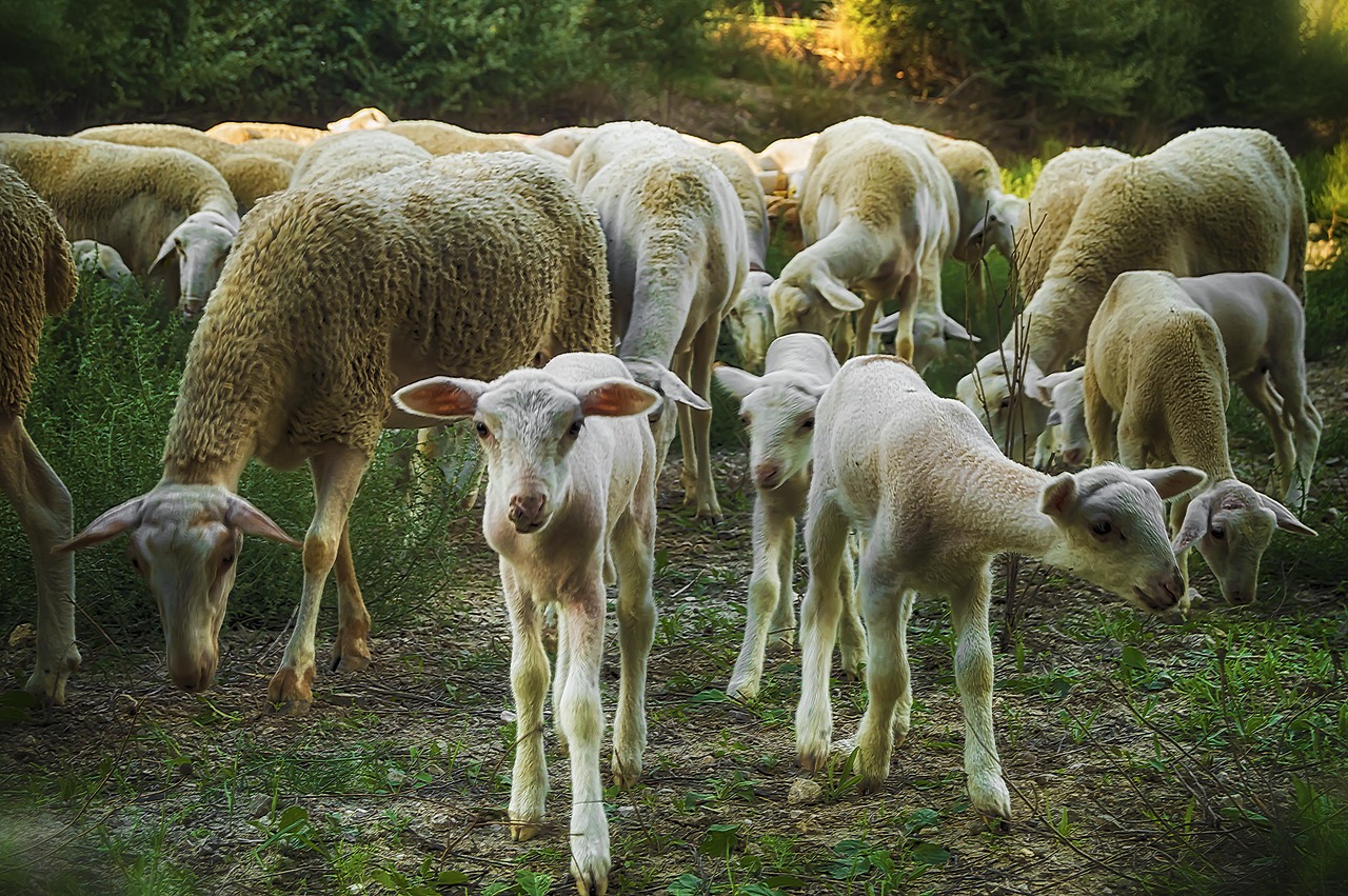 lamb  sheep  flock free photo