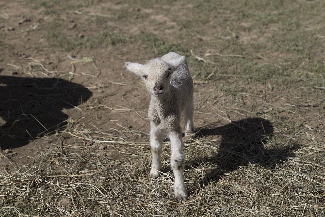 lamb  sheep  livestock free photo