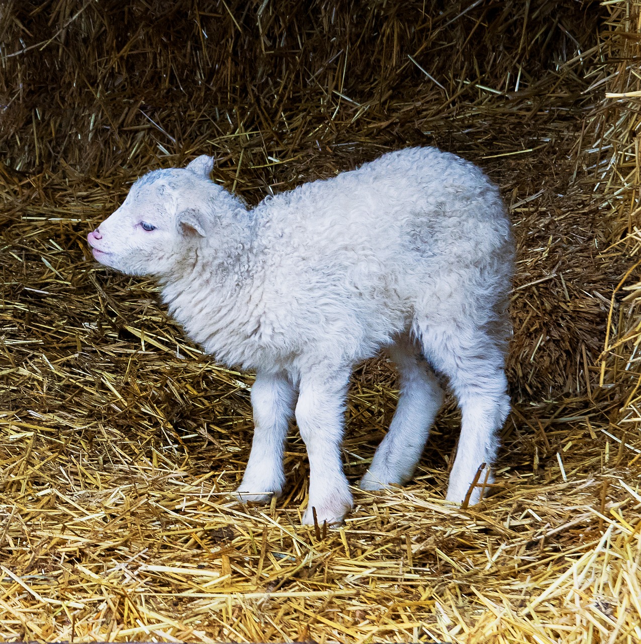 lamb  sheep  mammal free photo