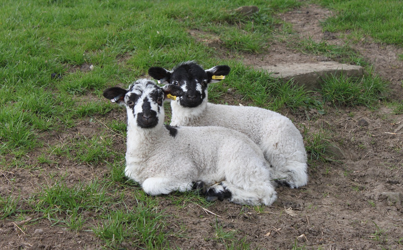 lamb  easter  meadow free photo