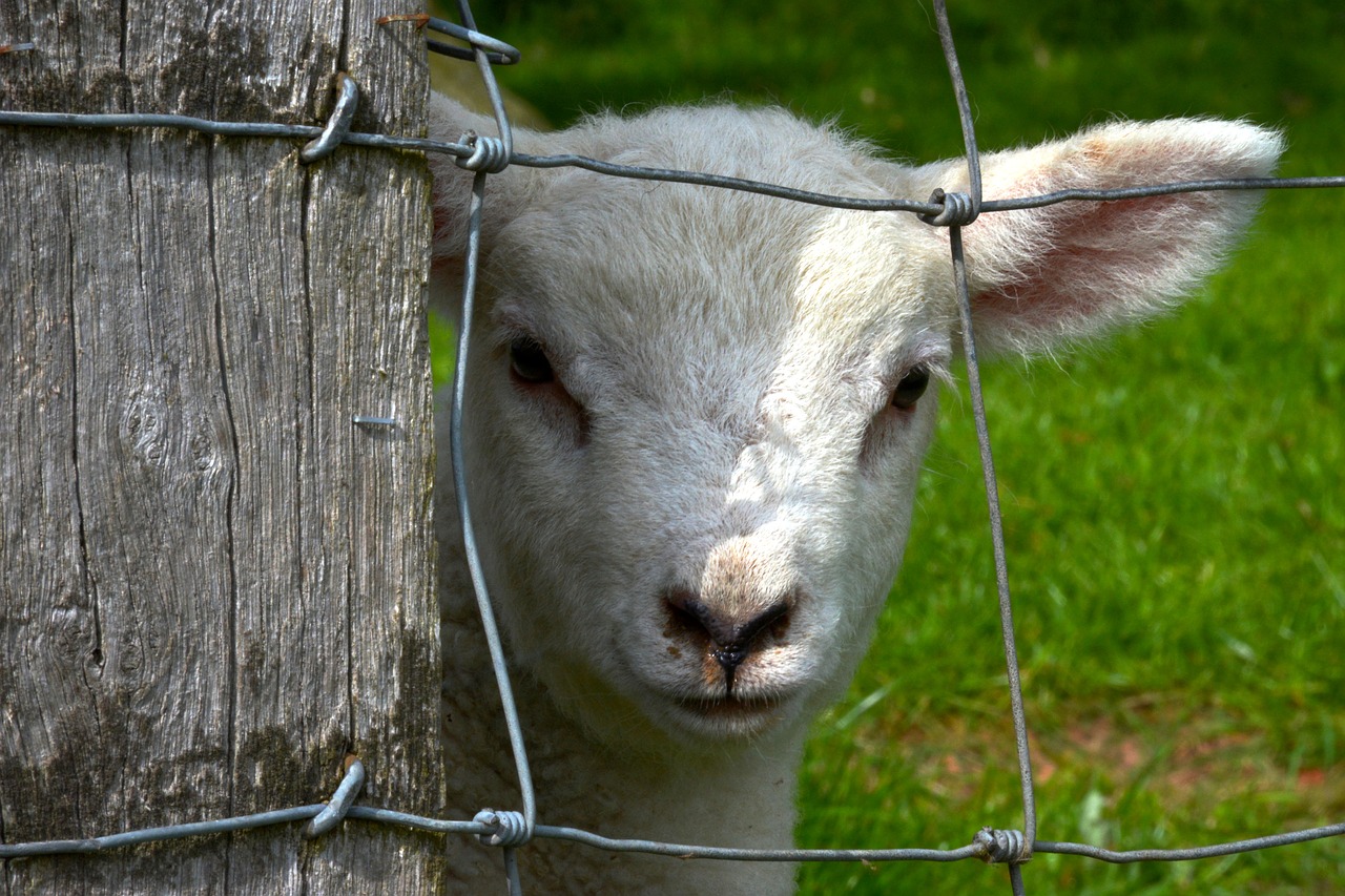 lamb  fence  animal free photo