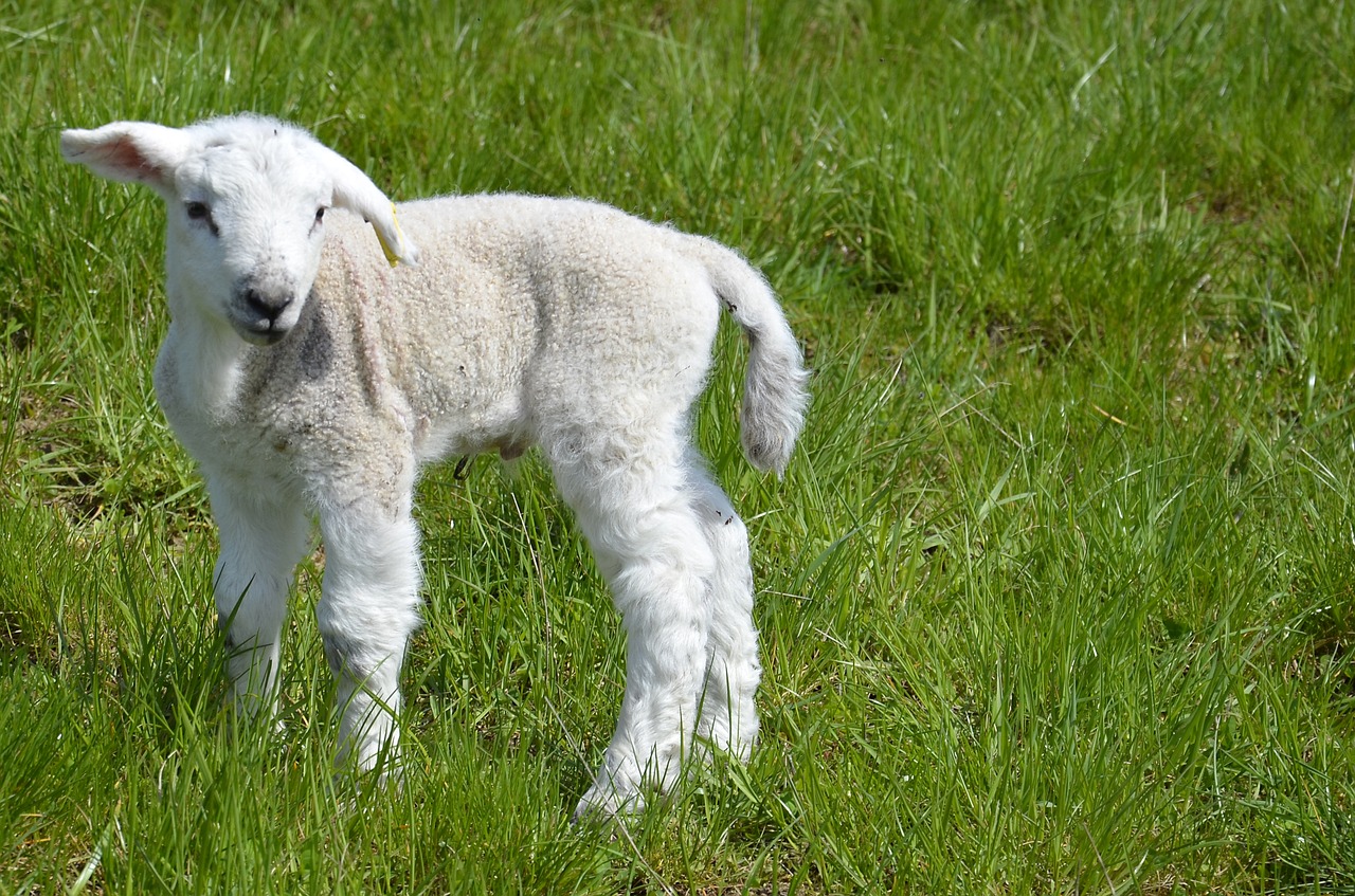 lamb  farm  sheep free photo