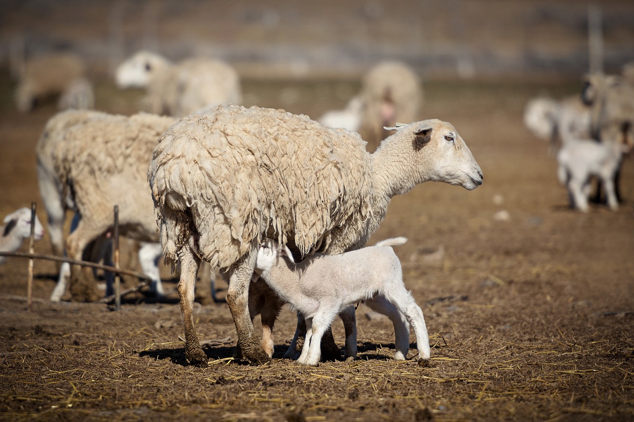 lamb  sheep  baby free photo