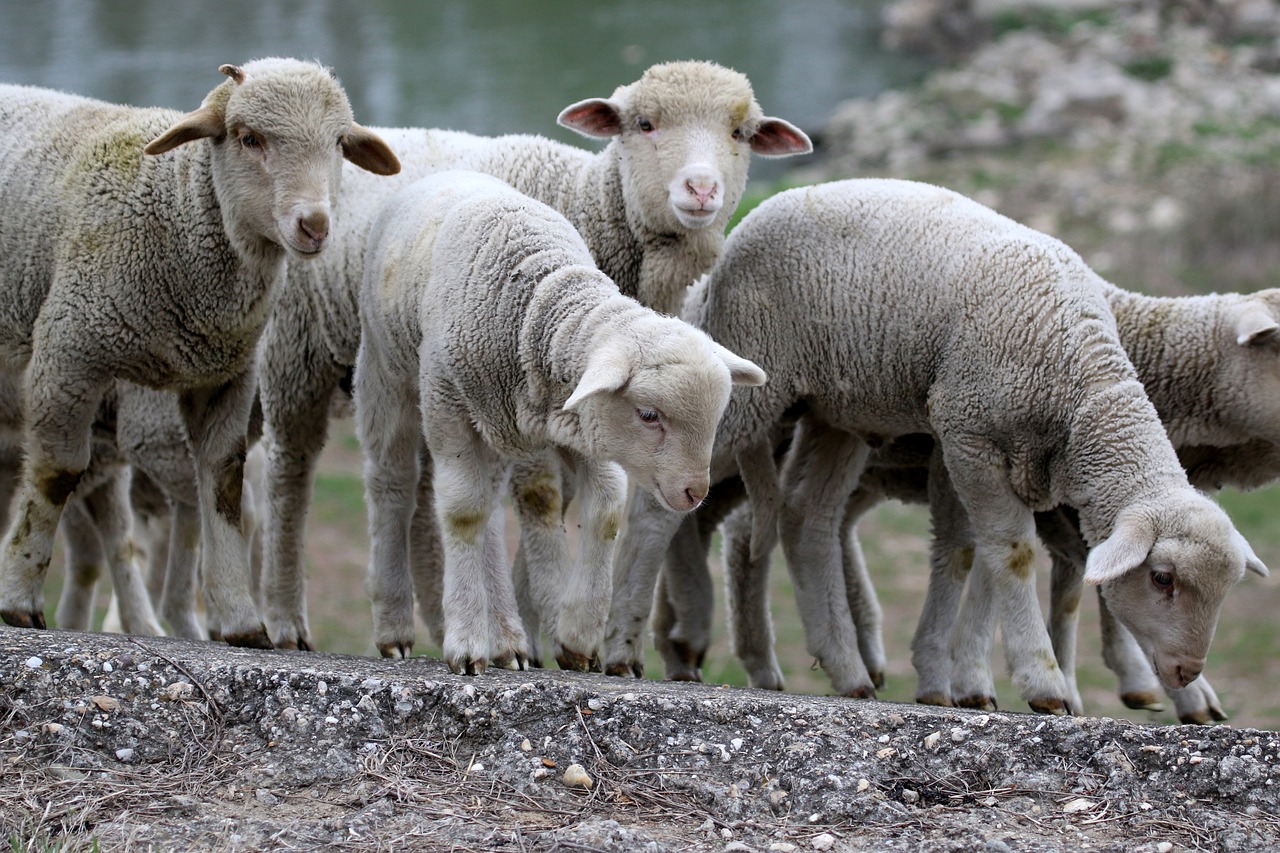 lamb  the flock  pet free photo