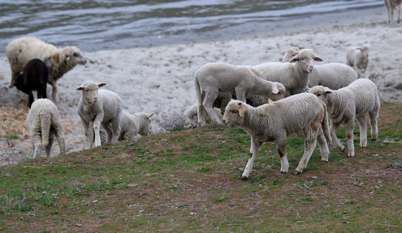 lamb  the flock  animals free photo