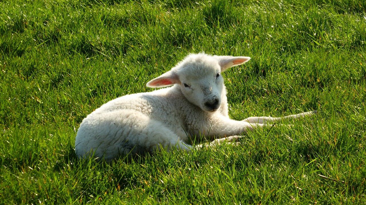lamb  sheep  easter free photo