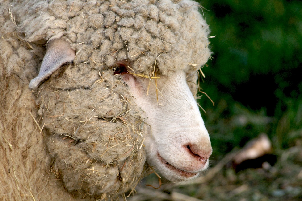 lamb  bari  wool free photo