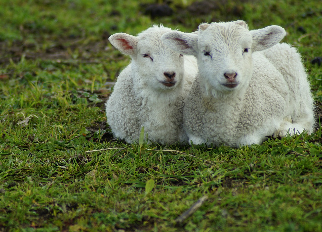lamb  sweet  passover free photo
