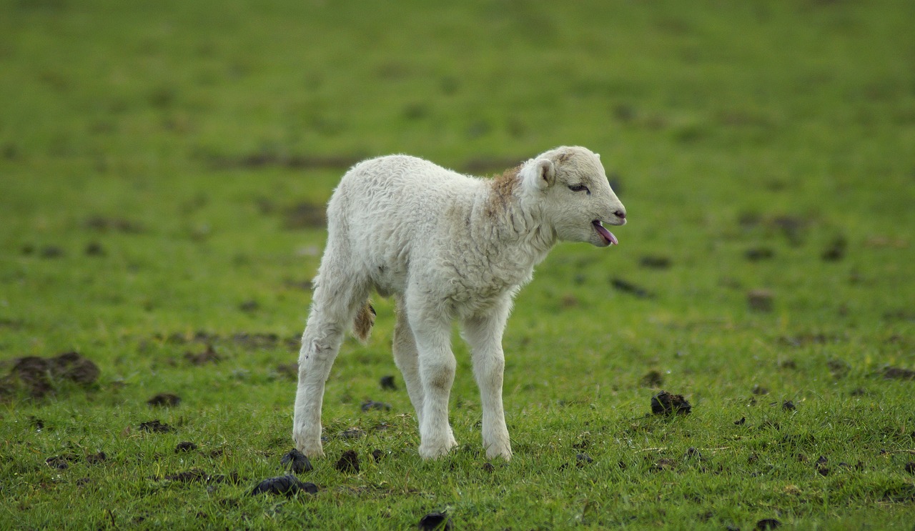 lamb  gets or sets  mama free photo
