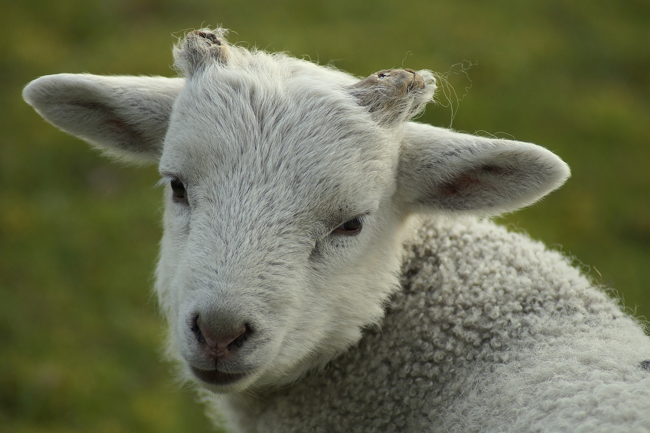 lamb  portrait  close up free photo