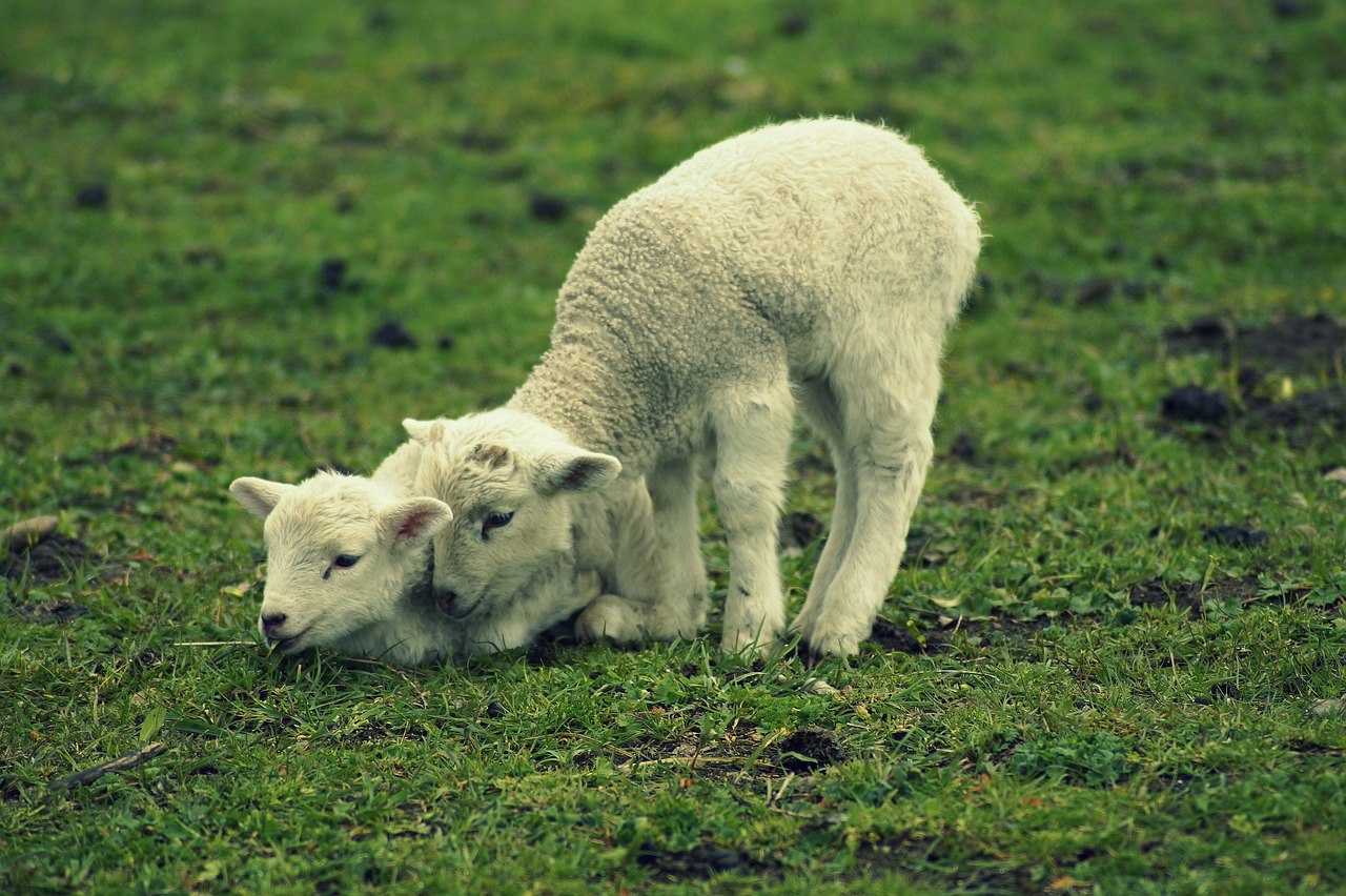 lamb  schäfchen  easter free photo