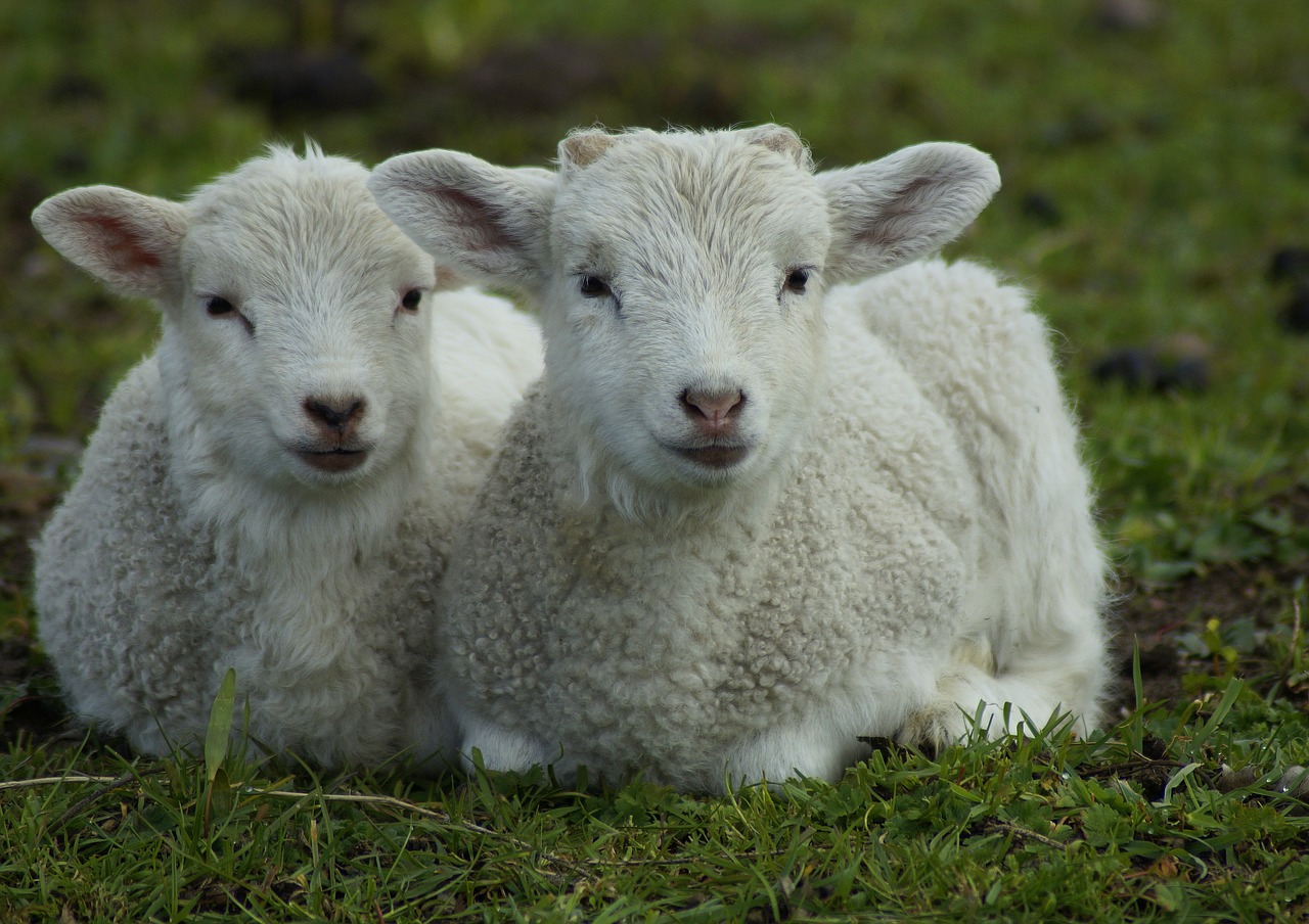 lamb  lambs  easter lambs free photo