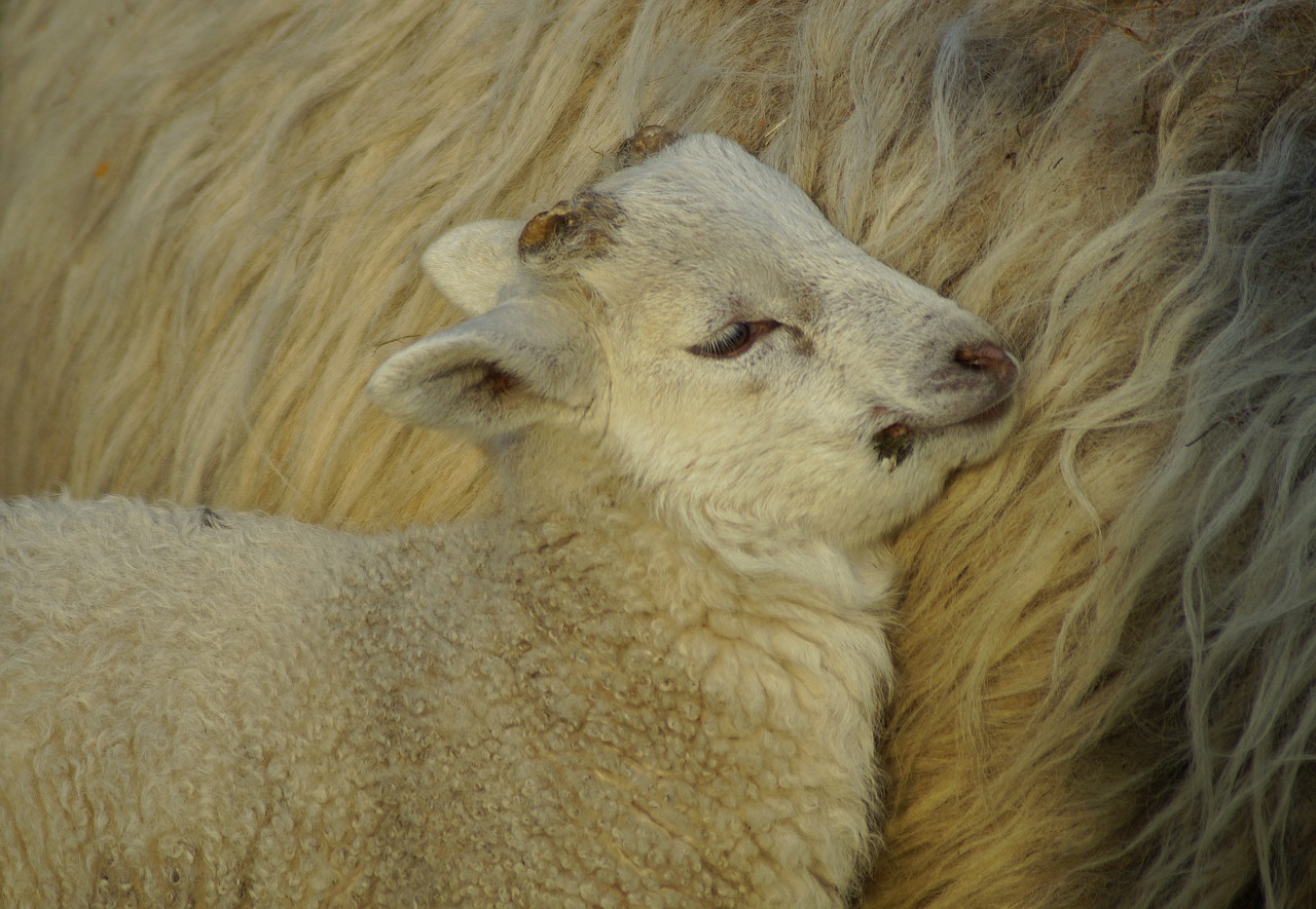 lamb  easter  schäfchen free photo