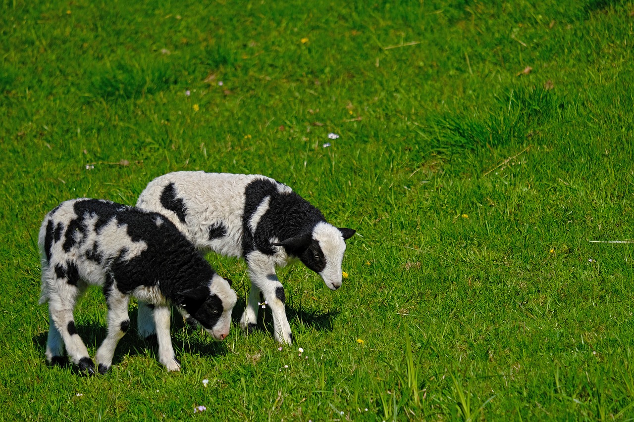 lamb  animal  pasture free photo