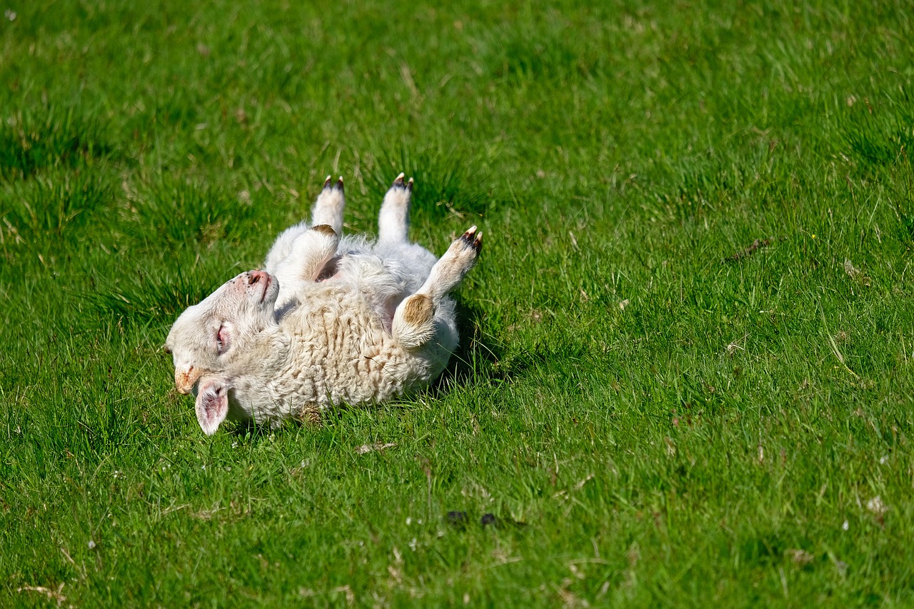 lamb  young animal  play free photo