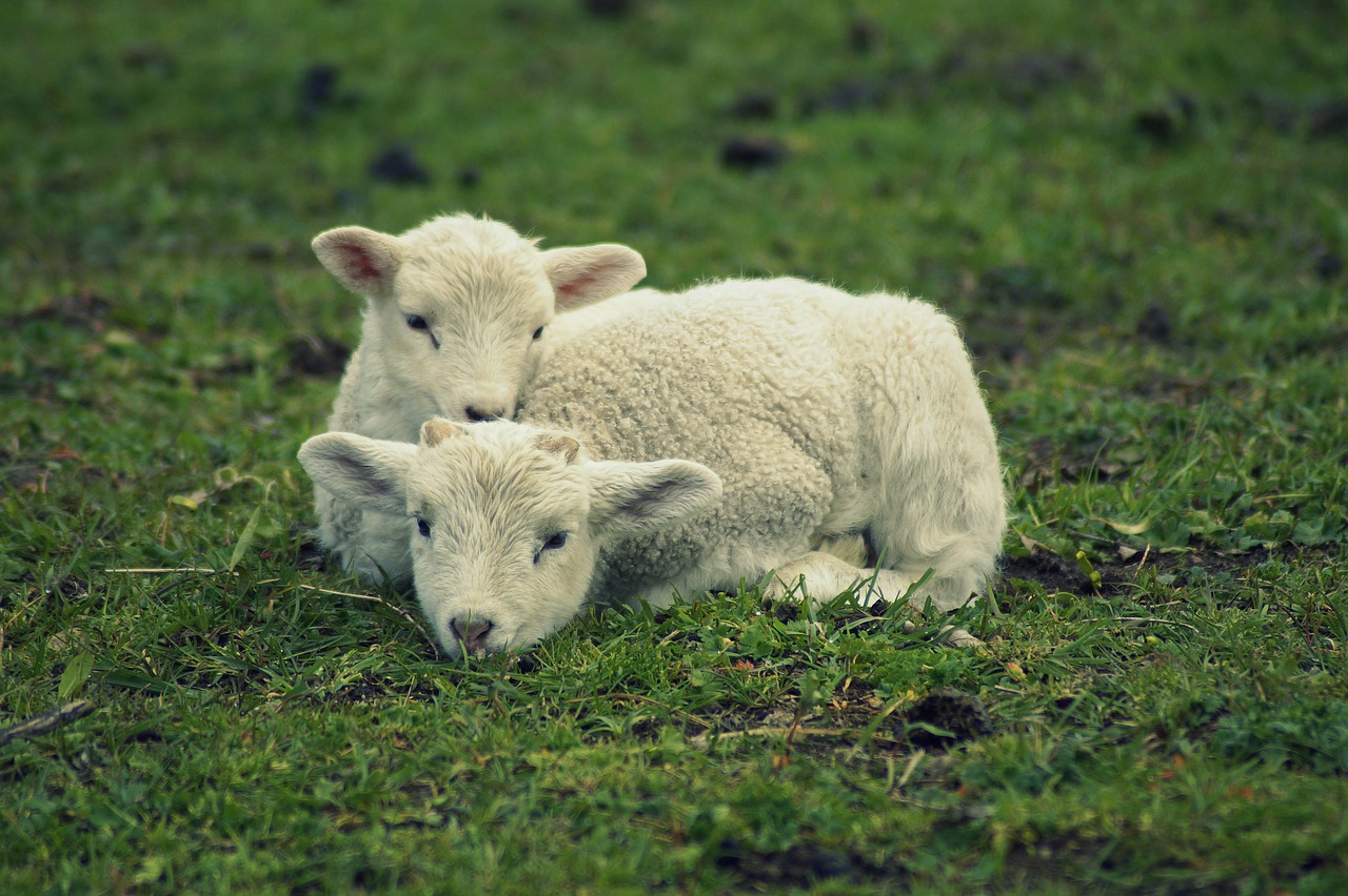 lamb  snuggle  relax free photo