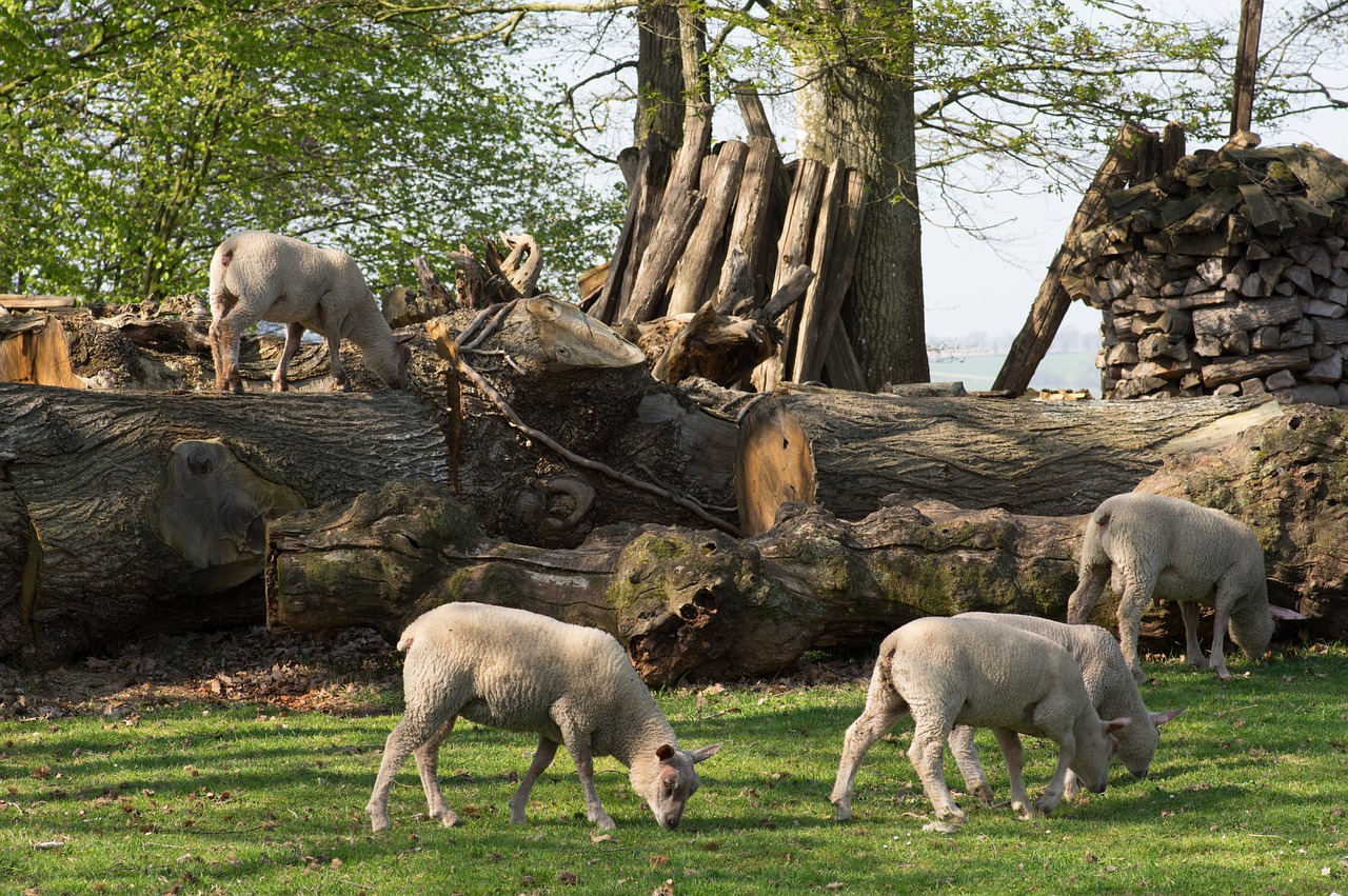 lamb  sheep  breeding free photo