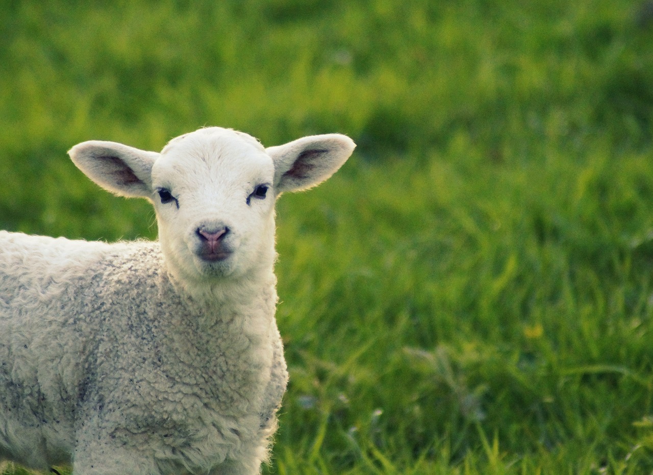 lamb  sheep  grass free photo