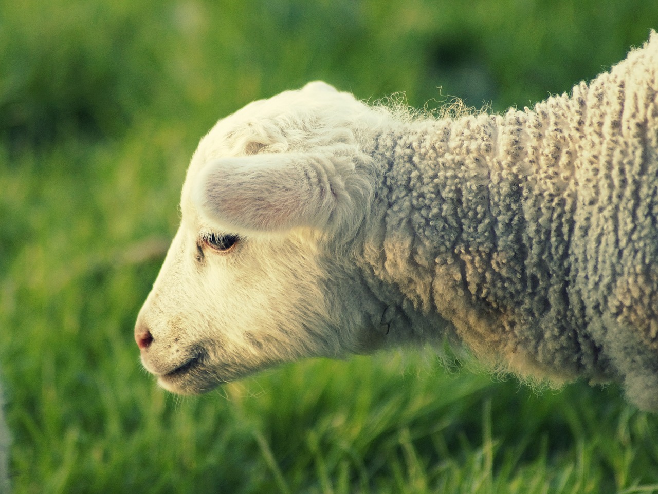 Download free photo of Lamb, schäfchen, spring, sweet, cute - from ...