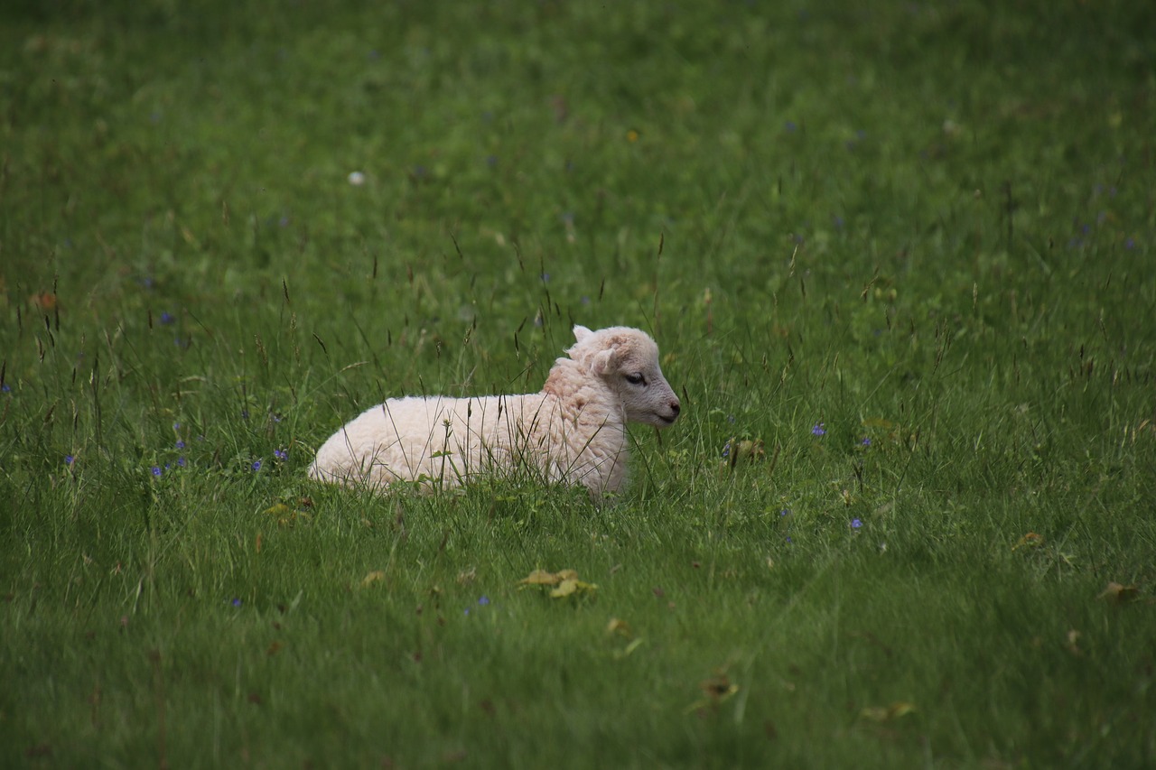 lamb  animals  familiar free photo