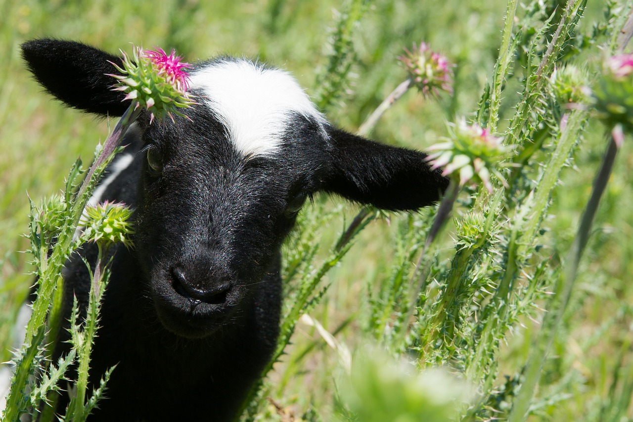 lamb  spring  cute free photo