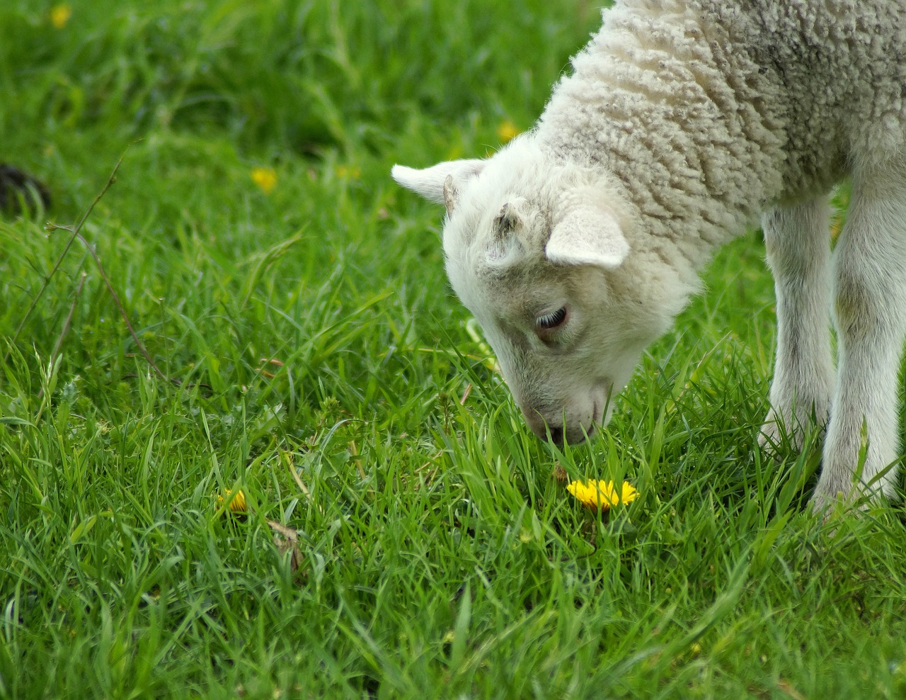 lamb  dandelion  smell free photo