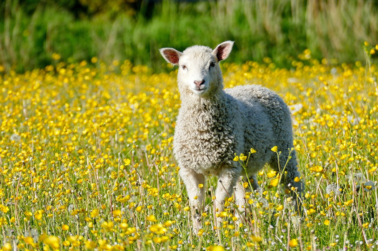 lamb  sheep  meadow free photo