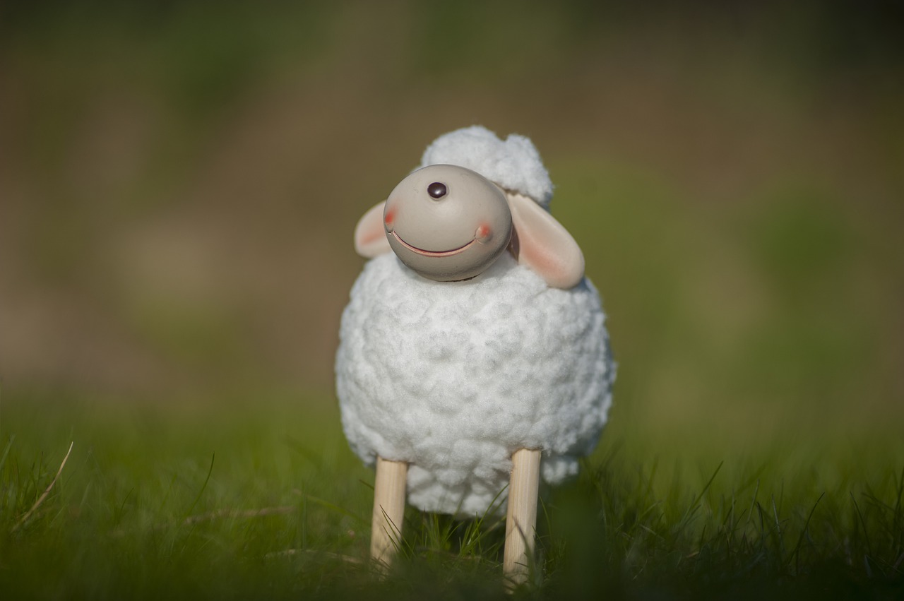 lamb  sheep  grass free photo