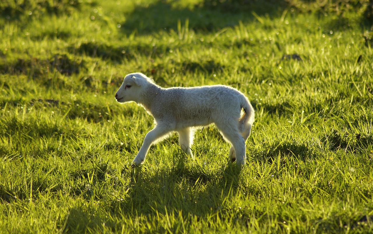 lamb  on the go  abandoned free photo