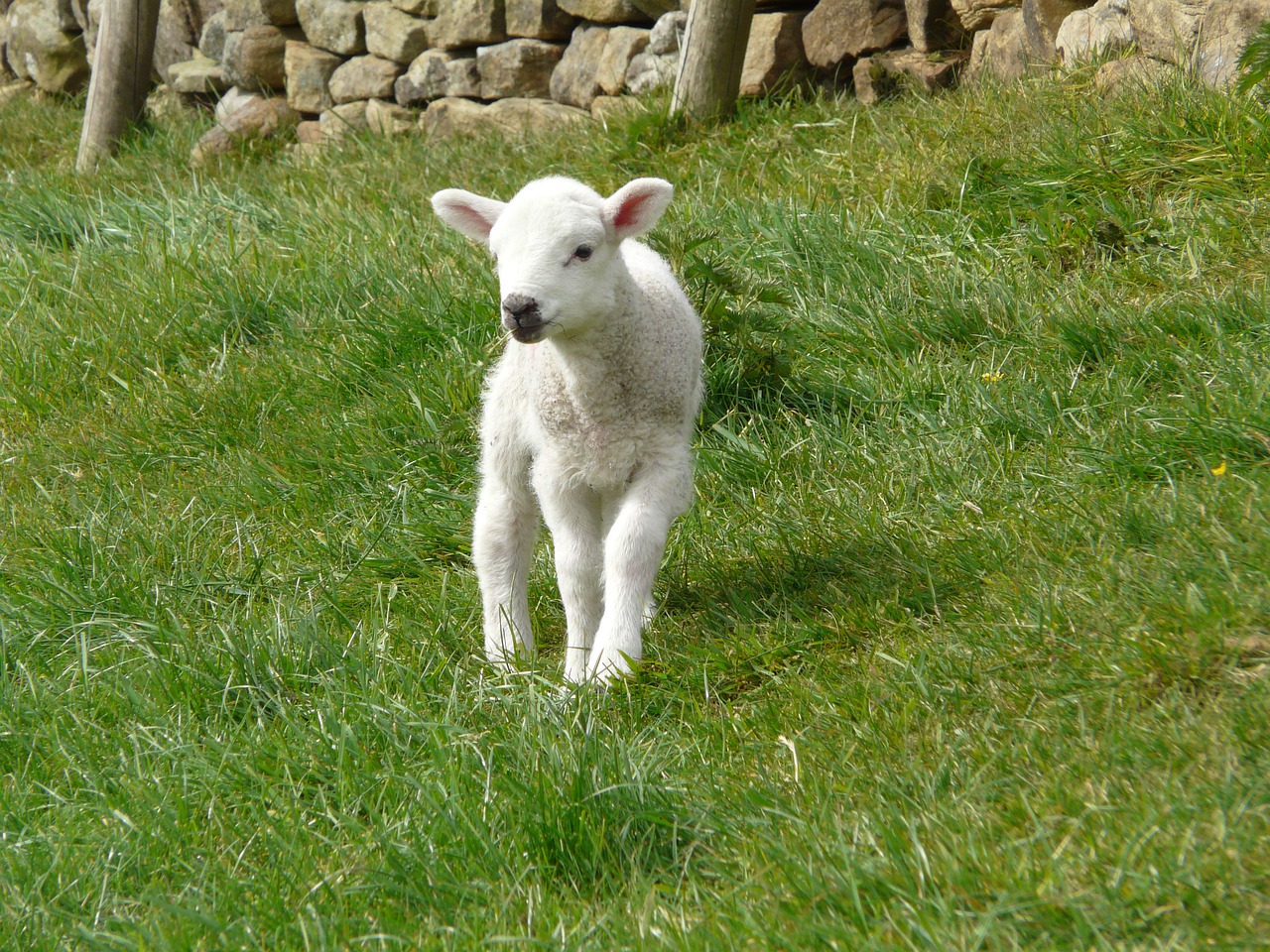 lamb  spring  farm free photo