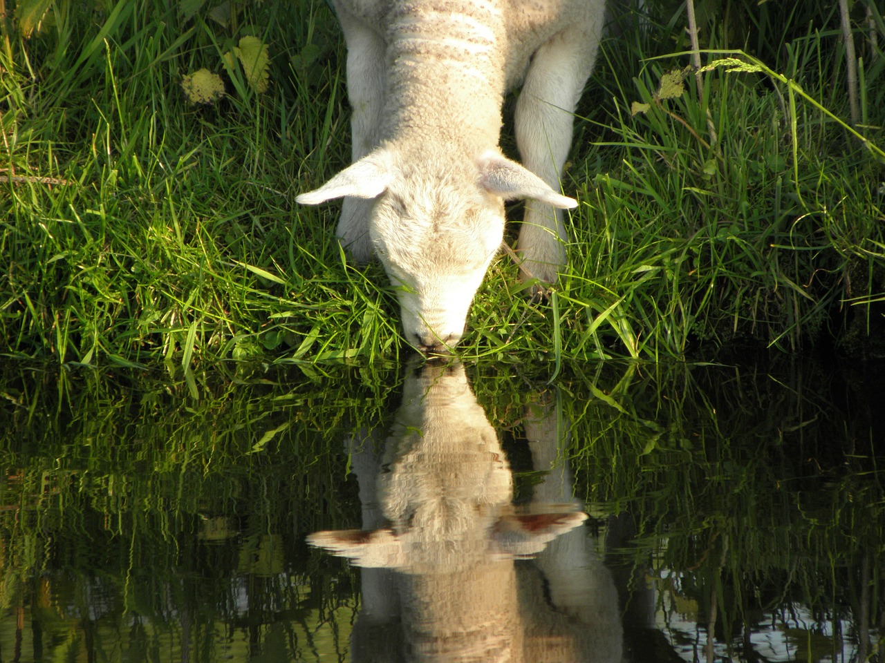 lamb water drinking free photo