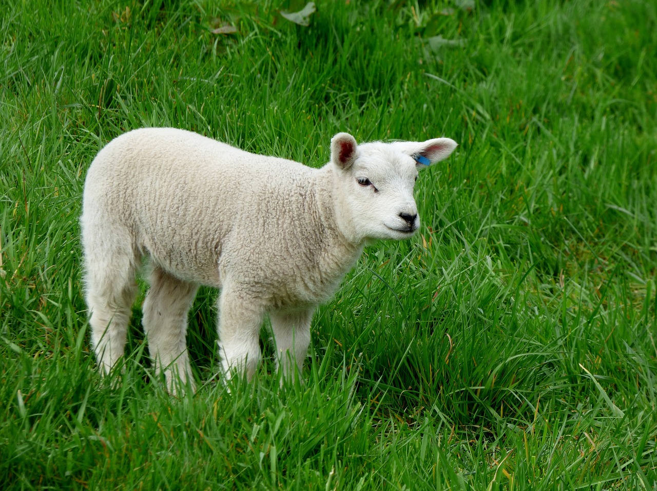 lamb grass green free photo