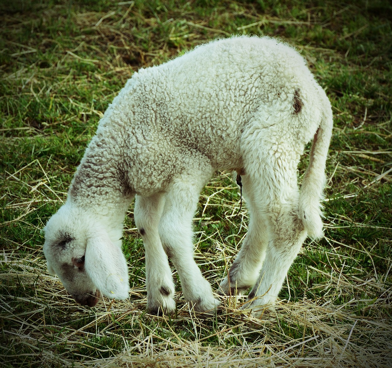 lamb animal ill free photo