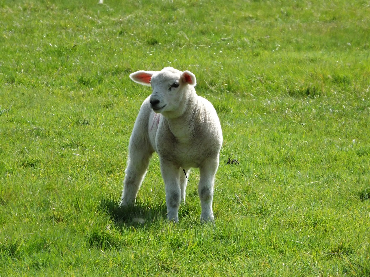 lamb sheep farm free photo