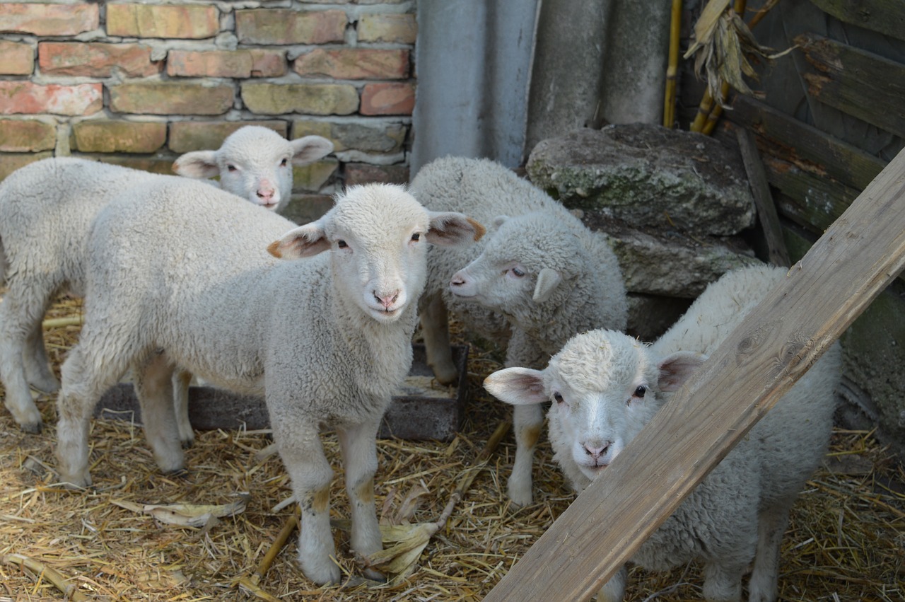 lamb sheep is watching free photo
