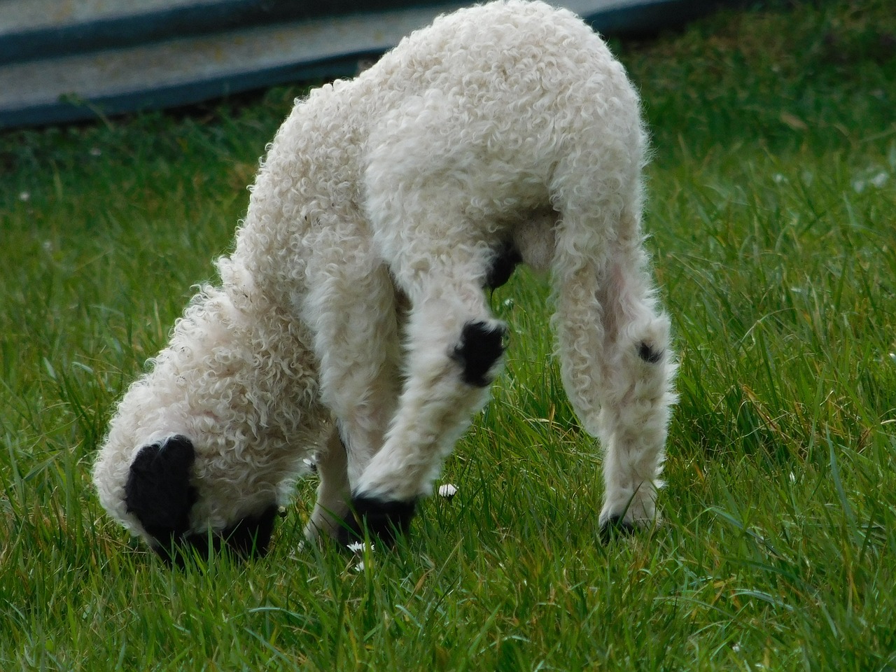 lamb sheep animal free photo