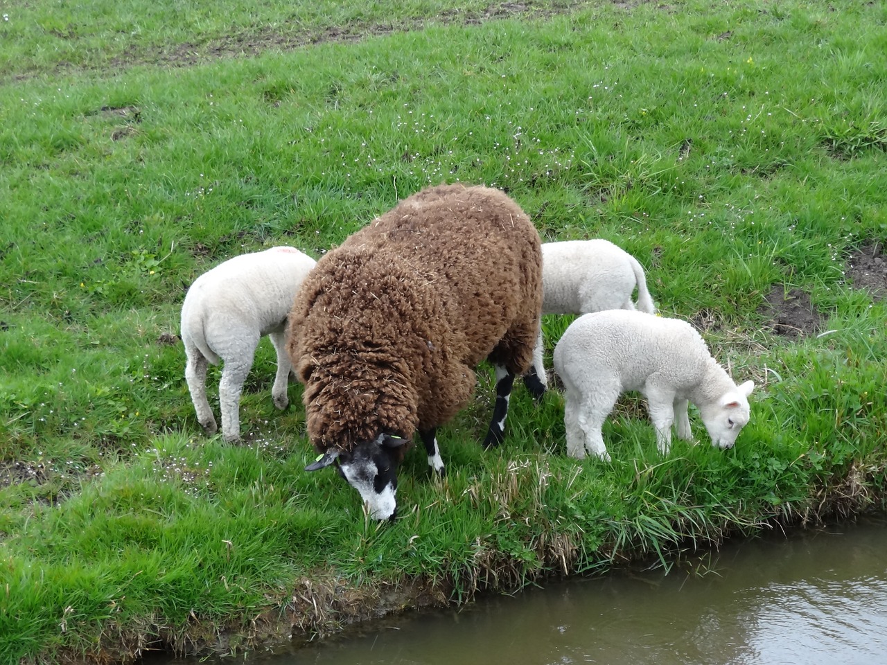 lamb lambs sheep free photo