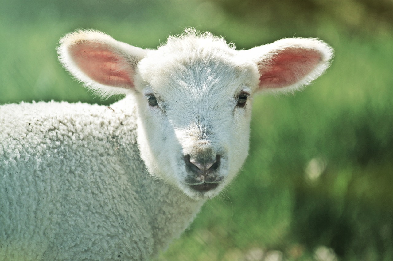 lamb sheep animal free photo