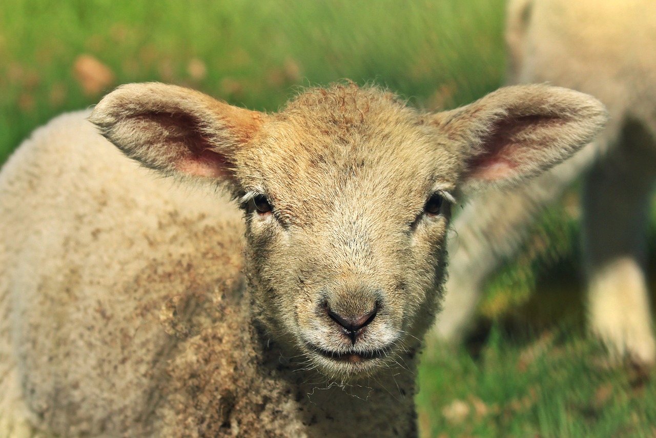 lamb sheep animal free photo