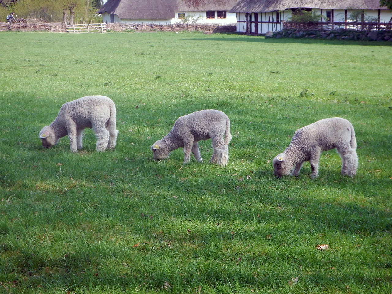 lamb sheep farm free photo