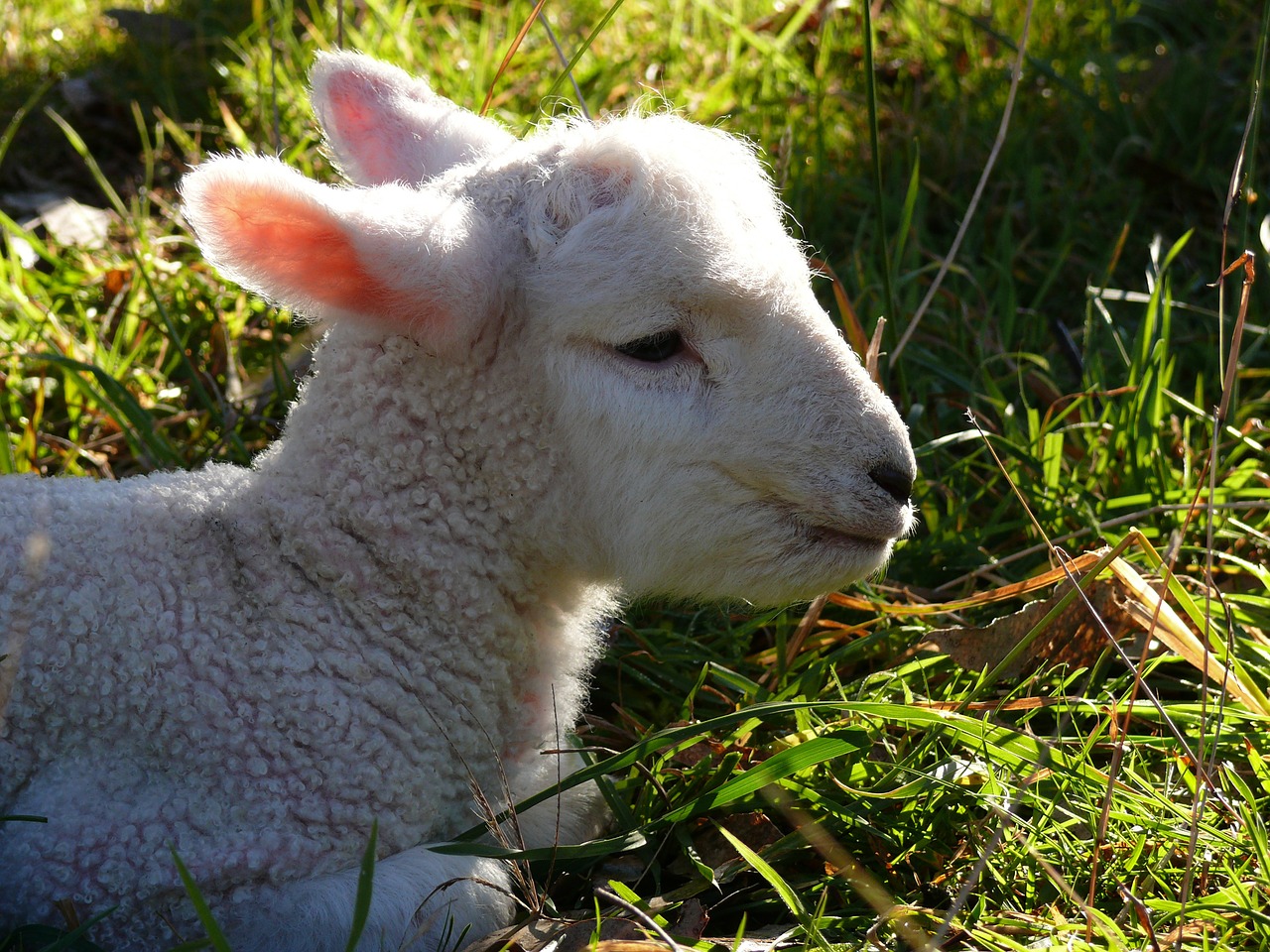 lamb sheep baby free photo