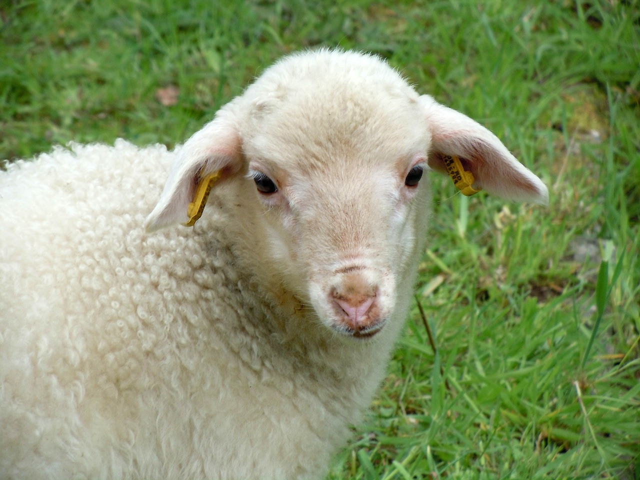 lamb animal child nature free photo