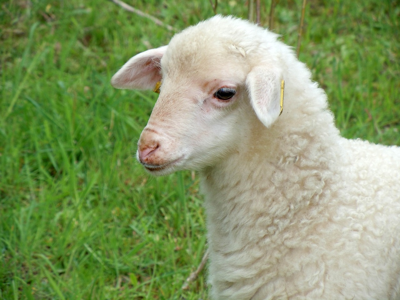 lamb nature animal child free photo