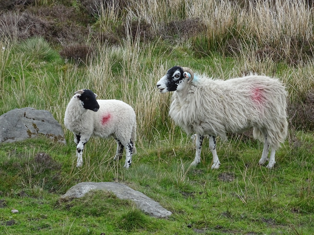 lamb sheep ewe free photo